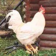 ☆(平日発送)の画像