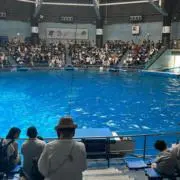 さくらの画像