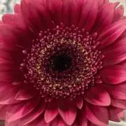 花poke リースや押し花いっぱいの画像