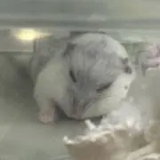 プンプンの画像