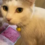 YGの画像