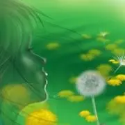 タンポポ