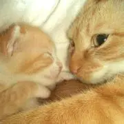 きゃっぷ