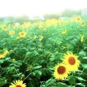ひまわり❁⃘即決購入OKの画像