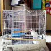 マダムの画像