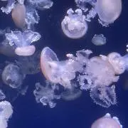 naoの画像