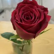 ろし【まとめ買い歓迎中】の画像