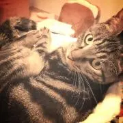 たやりの画像