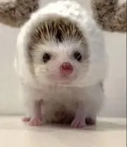 しろみん☆ちよみん