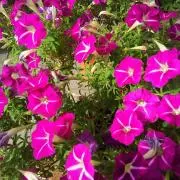 flower☆の画像