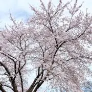 ジェームス