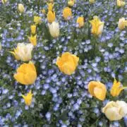 にしこ♡の画像