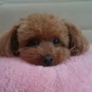 JUNKOの画像