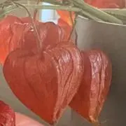 モモ