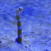 るるの画像