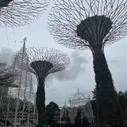 ミヨの画像