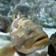 でーの画像