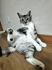 Loco