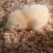 ま。 プロフィール必読の画像