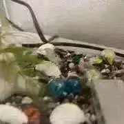 さくたかこの画像