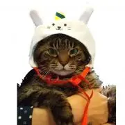 ミウラの画像