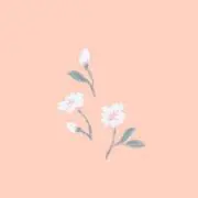 さくらの画像