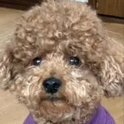 kano04hono27の画像