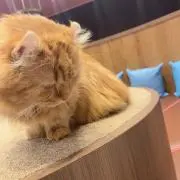 咲の画像