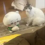 ちーの画像