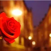 ミロンガの薔薇の画像