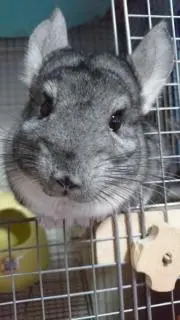 toyo