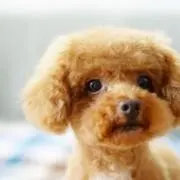 ふらんの画像