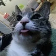 モモの画像