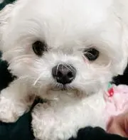 しみちゃんプロフィール読んでねの画像