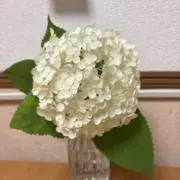 Smileの画像
