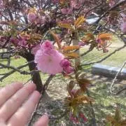 とりの画像