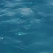 あき