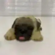 マギーの画像