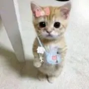 秋ちゃんの画像