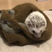 バンキー