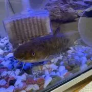うんちょこの画像
