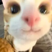 りなの画像