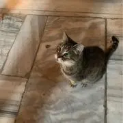 トルコの猫⭐️フォロー割あります⭐️の画像