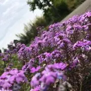 ちよの画像