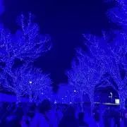 抹茶の画像
