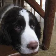 ジェノの画像