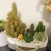 サボテンの画像