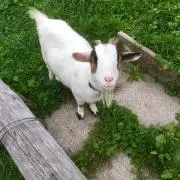 みーたんの画像
