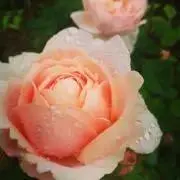 a__coの画像
