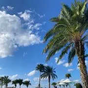 Palm tree14の画像
